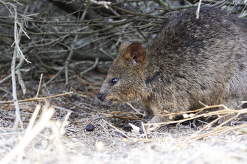 Wild quokka