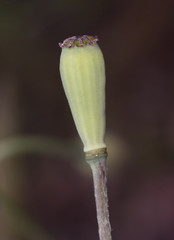 Papaver pinnatifidum Mediterranean Poppy flower of intense red color black stamens green pistil and hairy stem