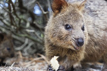 Obraz premium Quokka eating food