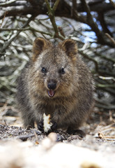 Obraz premium Quokka eating food