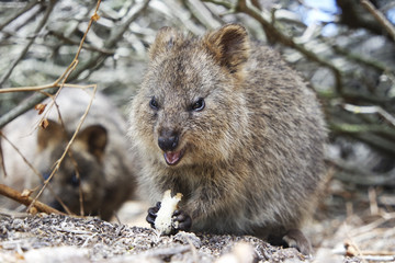 Quokka eating food