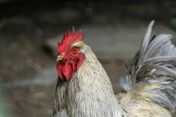 Hahn