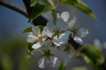 apple tree flower