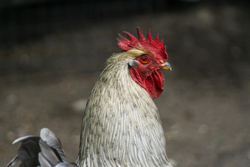 Hahn