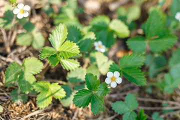 Small flowering strawberry bushes on a background of earth with hay