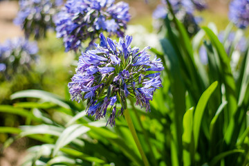 Colorful flowers of botanical garden and rose garden of Ooty Tamilnadu India
