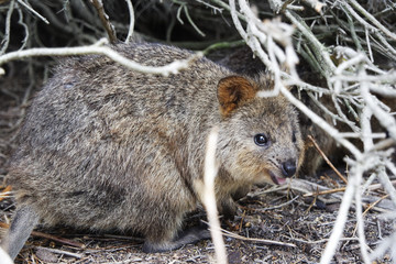 Wild quokka