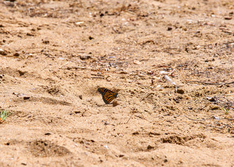 butterfly in the ground