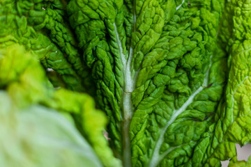 Beijing cabbage close-up, green leaves