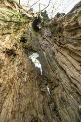 hollow old tree trunk from the inside