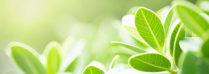 Closeup beautiful nature view of green leaf on blurred greenery background in garden with copy space using as background natural green plants landscape, ecology, fresh wallpaper cover concept.