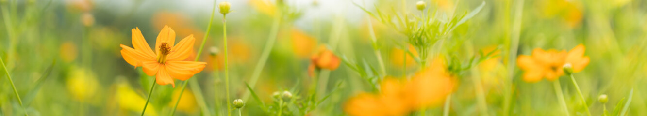 Close up nature beautiful orange Cosmos flower on blurred greenery background under sunlight with bokeh and copy space using as background natural plants landscape, ecology cover page concept.
