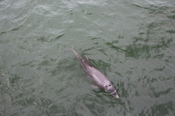 Swimmingpool Dolphins 