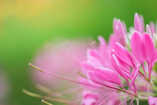 Close up nature beautiful view pink flower on blurred greenery background under sunlight with bokeh and copy space using as background natural plants landscape, ecology wallpaper concept.