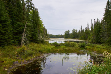 Obraz premium lake in the forest