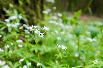 Small white flowers in the wood - Galium odoratum