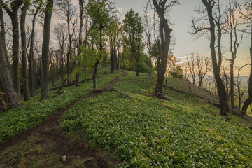 A tourist walkway leads to the top of the ridge between the trees where bear garlic grow and bloom.