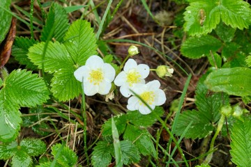 Cute white flowers - Fragaria vesca