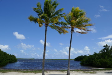 Palm trees in Front of the ocean 