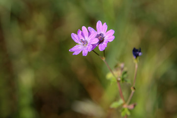 Wildflowers on a blurred green meadow background