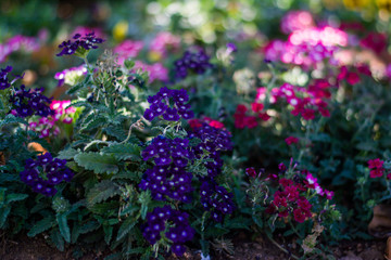 Obraz premium Colorful flowers of botanical garden and rose garden of Ooty Tamilnadu India 