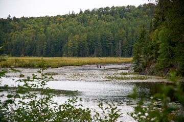 lake in the woods