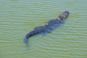 Alligator Swimming in the water