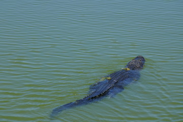 Alligator Swimming in the water