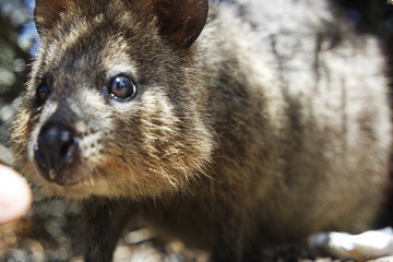 Wild quokka