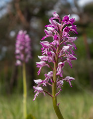 Orchideen aus Mainfranken
Orchis militaris
Helmknabenkraut