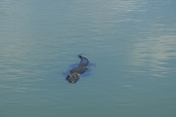 Swimmingpool Alligator 