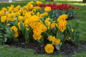 Blossoming tulips garden