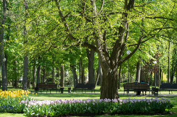 Blossoming tulips garden