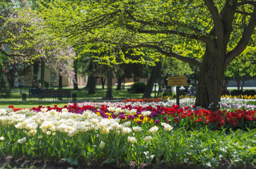 Blossoming tulips garden