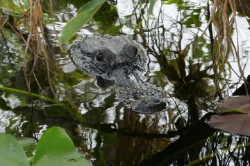 Alligator Head in the water 