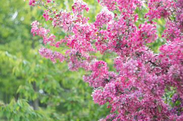 Blossoming spring flovers