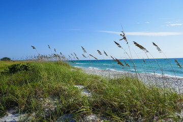 Gras at the beach with blue ocean water 