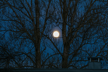 Fototapeta na wymiar Large moon through the branches of trees.