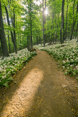 Fototapeta premium A fairytale path, a hiking trail leads through the spring forest through blooming bear garlic.