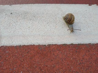 Caracol de paseo por el carril bici