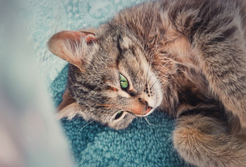 Pregnant cat laying down on the carpet indoors, hiding behind a curtain to find a place where to give birth little kittens. Adorable kitty looking big green eyes to camera.