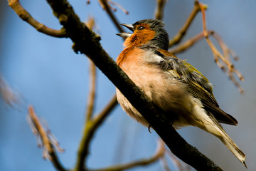 Zięba na gałęzi. Śpiewający ptak wiosenny