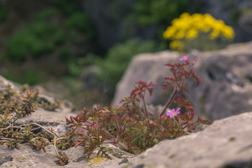 In spring, purple flower grow on the rocks in a natural setting in the national park