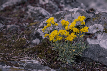 In spring, yellow flowers grow on the rocks in a natural setting in the national park