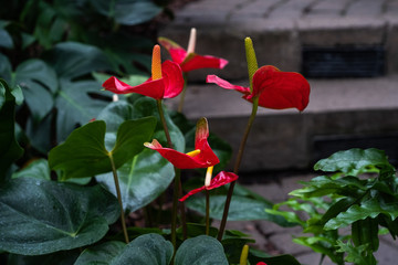 Red Flowers
