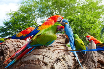 Colorful parrots on a rock 