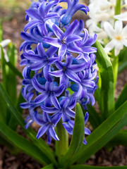 purple hyacinth early spring in the garden