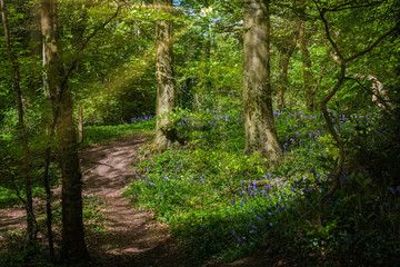 Fairy Glen Footpaths and Bluebells at PercetonIrvine Scotland