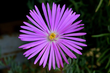 Obraz premium A closeup of freshly blossomed lampranthus roseus flowers
