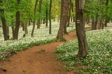 A fairytale path, a hiking trail leads through the spring forest through blooming bear garlic.